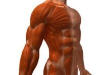 New Sulfur Compound Supercharges Aging Muscle Repair in Promising Study