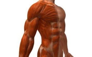 New Sulfur Compound Supercharges Aging Muscle Repair in Promising Study